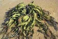 WELWITSCHIA MIRABILIS TREE