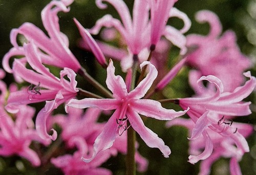 Nerine bowdenii pink 4 - bowdenii,