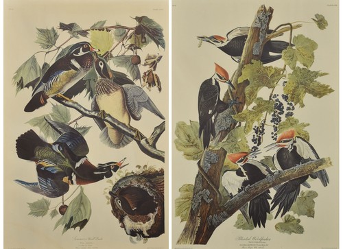 Pair large ornithological - of,