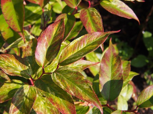 Leucothoe scarletta zeblid - scarletta,