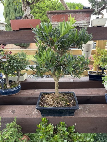 Chinese pine bonsai - pine,