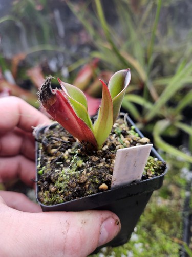 Heliamphora chimantensis - heliamphora,