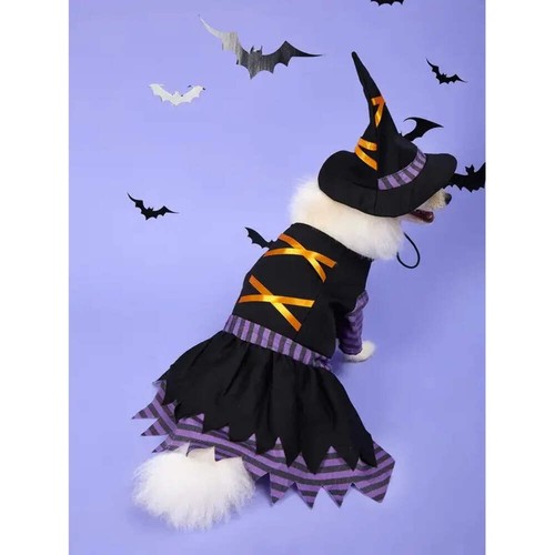 Halloween pet witch - halloween, costume