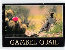 Postcard Gambel Quail Bird