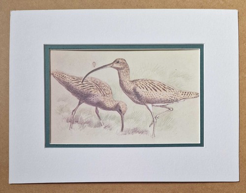 Tunnicliffe curlews coastal - tunnicliffe,