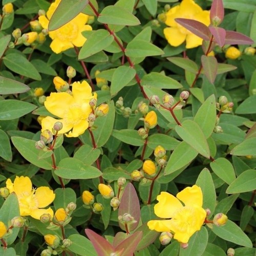 Hypericum - 3, wort)