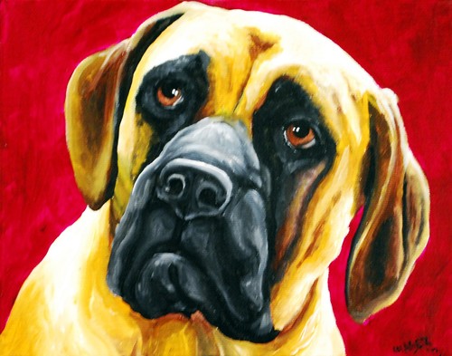 Bull mastiff dog - bull,