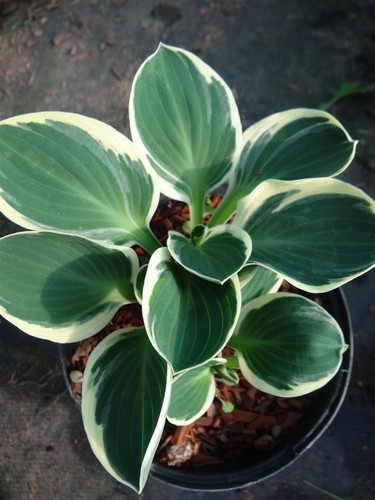 Premium hosta funny mouse - hosta, mouse'