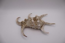 Spider Conch Shell