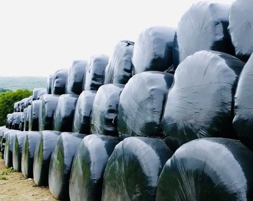 Silage bales - silage,