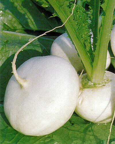Vegetable turnip milan - vegetable,