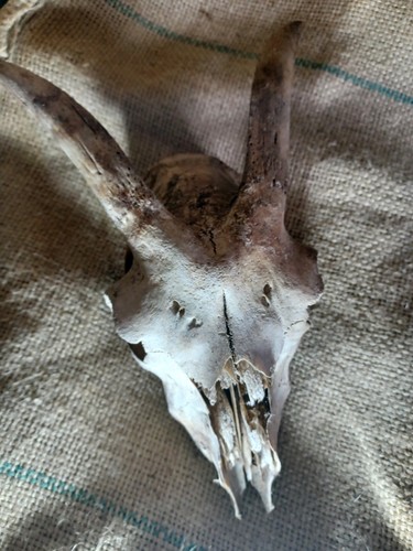 Genuine goat skull with - genuine,