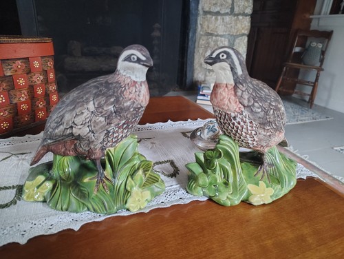 Handsome bobwhite quail - handsome,