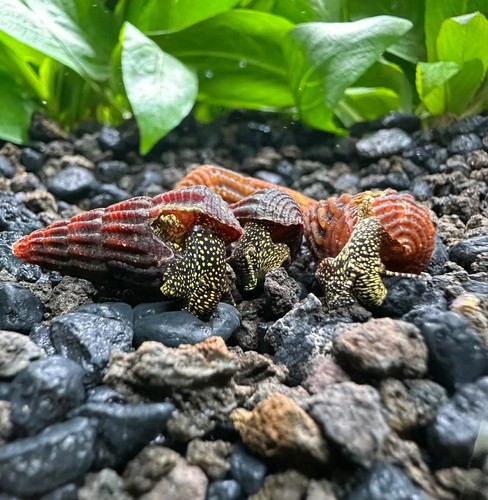 Mini gold spotted - 4,