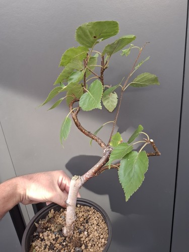 Part trained himalayan - himalayan, birch