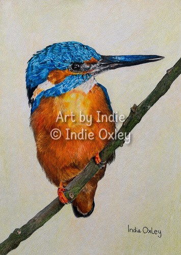 Kingfisher print coloured - kingfisher,