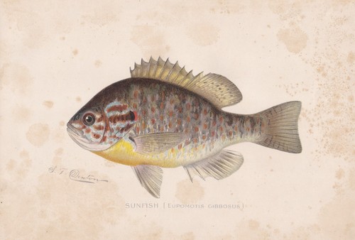 Original antique fish print - original,