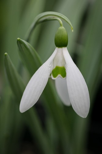 Galanthus elwesii var