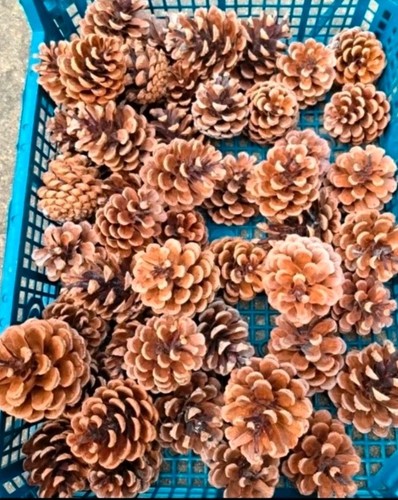 Pine cones - 50,