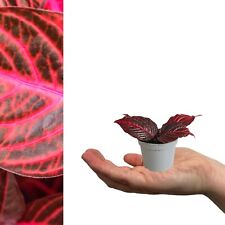 Iresine Bloodleaf Purple Mini