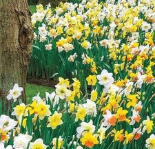 Mixed Narcissus Daffodil Bulbs - Perfect For Naturalizing