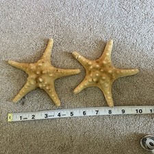 Set of 2 dried Starfish Bleached Knobbly 