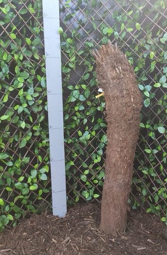 Dicksonia antarctica 5ft