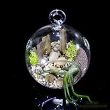 Air plant Kit in hanging glass