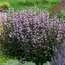 Penstemon 'Dark Towers'. Plug Plant x 4. Dark leaves with pink flowers