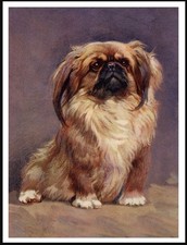 PEKINGESE SEATED DOG LOVELY