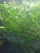 Guppy grass grams - 15,