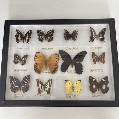 Framed butterfly taxidermy - framed,