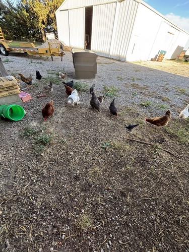 Chicken hatching eggs barnyard - eggs,