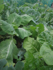 PORTUGUESE CABBAGE  - 50 SEEDS