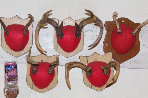 Whitetail deer mounts - whitetail,