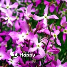 Night scented stocks - scented, 5