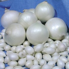 25 Onion Sets *Snowball* Grow
