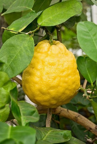 Citrus limon ponderosa - limon,