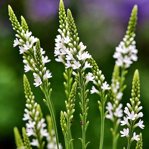 Verbena hastata white spires - verbena,