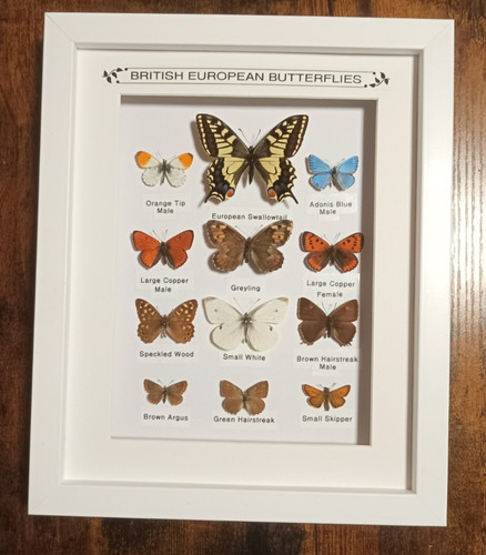 Taxidermy real framed british - framed,