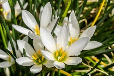 10x White Rain Lily Bulbs