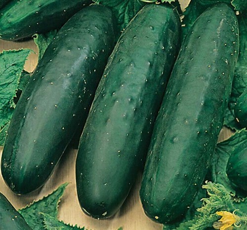 Cucumber marketmore seeds - cucumber,