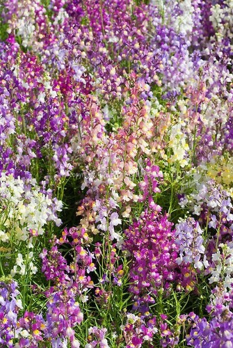 Linaria fairy bouquet flower - fairy,