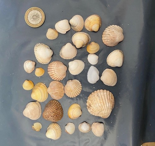 Natural cockle clam shell - &,