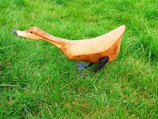 Wooden Duck feeding from
