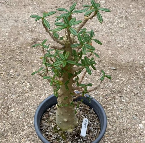 Dorstenia gigas schweinf - gigas, ex