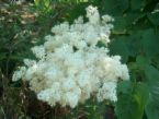 Syringa reticulata japanese - syringa,