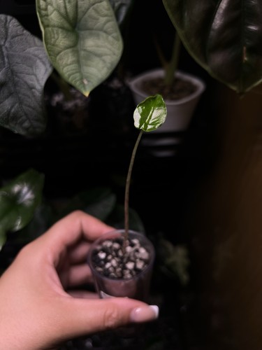 Alocasia zebrina juvenile - zebrina,