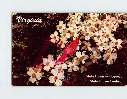 Postcard dogwood state flower - state,