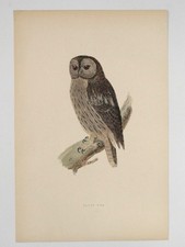 Tawny Owl British Bird Print F O Morris A F Lydon c1870s Hand Coloured